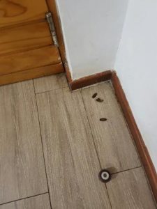 cucarachas en habitación
