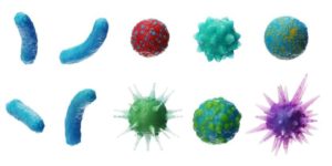 virus y bacterias 